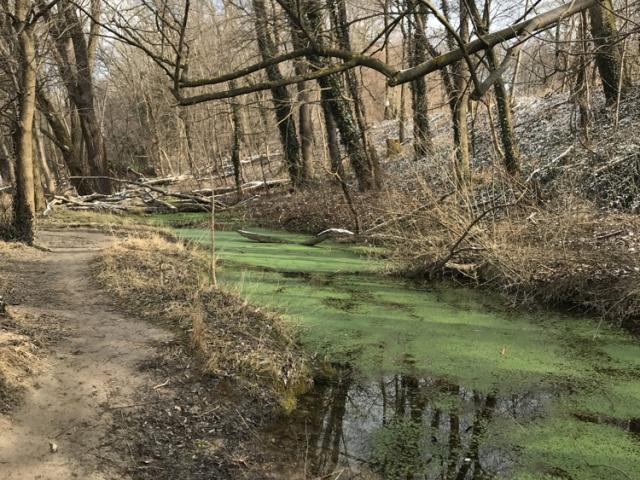 Suche Wald Wiesenfläche Ödland Chiemgau - 1